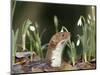 Weasel (Mustela Nivalis) Looking Out of Hole on Woodland Floor with Snowdrops-Paul Hobson-Mounted Photographic Print