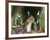 Weasel (Mustela Nivalis) Looking Out of Hole on Woodland Floor with Snowdrops-Paul Hobson-Framed Photographic Print