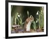 Weasel (Mustela Nivalis) Looking Out of Hole on Woodland Floor with Snowdrops-Paul Hobson-Framed Photographic Print