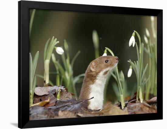 Weasel (Mustela Nivalis) Looking Out of Hole on Woodland Floor with Snowdrops-Paul Hobson-Framed Photographic Print