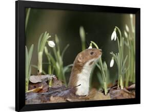 Weasel (Mustela Nivalis) Looking Out of Hole on Woodland Floor with Snowdrops-Paul Hobson-Framed Photographic Print