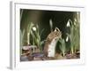 Weasel (Mustela Nivalis) Looking Out of Hole on Woodland Floor with Snowdrops-Paul Hobson-Framed Photographic Print