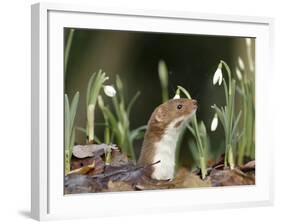 Weasel (Mustela Nivalis) Looking Out of Hole on Woodland Floor with Snowdrops-Paul Hobson-Framed Photographic Print