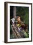 Weasel-null-Framed Photographic Print