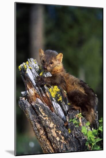 Weasel-null-Mounted Photographic Print