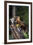 Weasel-null-Framed Photographic Print