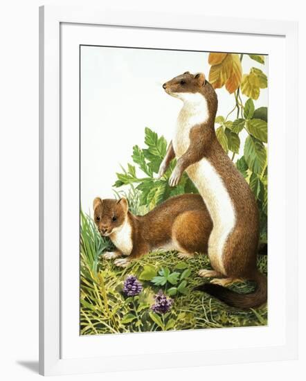 Weasels-R. B. Davis-Framed Giclee Print