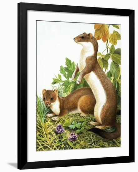 Weasels-R. B. Davis-Framed Giclee Print