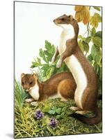 Weasels-R. B. Davis-Mounted Giclee Print