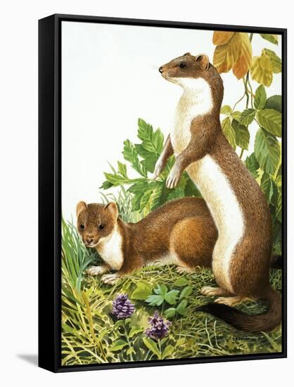 Weasels-R. B. Davis-Framed Stretched Canvas