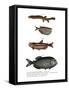 Weather Loach-null-Framed Stretched Canvas