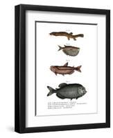 Weather Loach-null-Framed Giclee Print