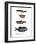 Weather Loach-null-Framed Giclee Print