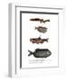 Weather Loach-null-Framed Giclee Print