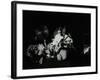 Weather Report in Concert at Colston Hall, Bristol, October 1977-Denis Williams-Framed Photographic Print