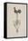 Weather Vane from St Stephen, Coleman Street, London, C1850-JS Gardener-Framed Stretched Canvas