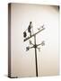 Weather Vane with Old Man and Cane-null-Stretched Canvas