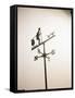 Weather Vane with Old Man and Cane-null-Framed Stretched Canvas