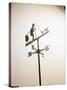 Weather Vane with Old Man and Cane-null-Stretched Canvas