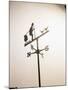 Weather Vane with Old Man and Cane-null-Mounted Photographic Print