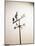 Weather Vane with Old Man and Cane-null-Mounted Photographic Print