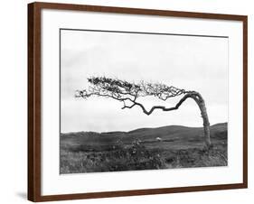 Weatherbeaten Hawthorne-null-Framed Photographic Print