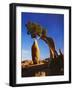 Weathered Juniper Tree Frames Rock Monolith, Joshua Tree National Park, California, Usa-Dennis Flaherty-Framed Photographic Print