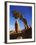 Weathered Juniper Tree Frames Rock Monolith, Joshua Tree National Park, California, Usa-Dennis Flaherty-Framed Photographic Print