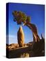 Weathered Juniper Tree Frames Rock Monolith, Joshua Tree National Park, California, Usa-Dennis Flaherty-Stretched Canvas