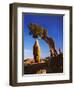 Weathered Juniper Tree Frames Rock Monolith, Joshua Tree National Park, California, Usa-Dennis Flaherty-Framed Photographic Print