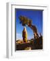 Weathered Juniper Tree Frames Rock Monolith, Joshua Tree National Park, California, Usa-Dennis Flaherty-Framed Photographic Print