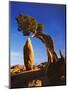 Weathered Juniper Tree Frames Rock Monolith, Joshua Tree National Park, California, Usa-Dennis Flaherty-Mounted Photographic Print