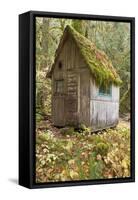 Weathered Old Cabin in Forest, Olympic National Park, Washington, USA-Jaynes Gallery-Framed Stretched Canvas