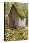 Weathered Old Cabin in Forest, Olympic National Park, Washington, USA-Jaynes Gallery-Stretched Canvas