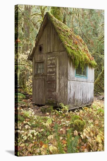 Weathered Old Cabin in Forest, Olympic National Park, Washington, USA-Jaynes Gallery-Stretched Canvas