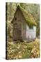 Weathered Old Cabin in Forest, Olympic National Park, Washington, USA-Jaynes Gallery-Stretched Canvas