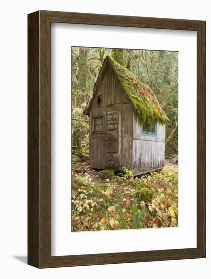 Weathered Old Cabin in Forest, Olympic National Park, Washington, USA-Jaynes Gallery-Framed Photographic Print