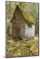 Weathered Old Cabin in Forest, Olympic National Park, Washington, USA-Jaynes Gallery-Mounted Photographic Print