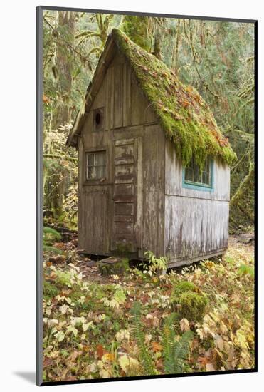 Weathered Old Cabin in Forest, Olympic National Park, Washington, USA-Jaynes Gallery-Mounted Photographic Print