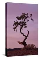 Weathered Pine Tree at Dawn-James Hager-Stretched Canvas