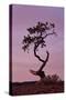 Weathered Pine Tree at Dawn-James Hager-Stretched Canvas