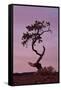 Weathered Pine Tree at Dawn-James Hager-Framed Stretched Canvas