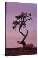 Weathered Pine Tree at Dawn-James Hager-Stretched Canvas