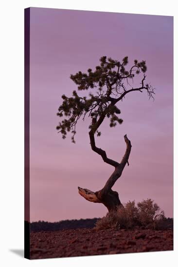 Weathered Pine Tree at Dawn-James Hager-Stretched Canvas