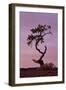 Weathered Pine Tree at Dawn-James Hager-Framed Photographic Print