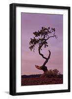 Weathered Pine Tree at Dawn-James Hager-Framed Photographic Print