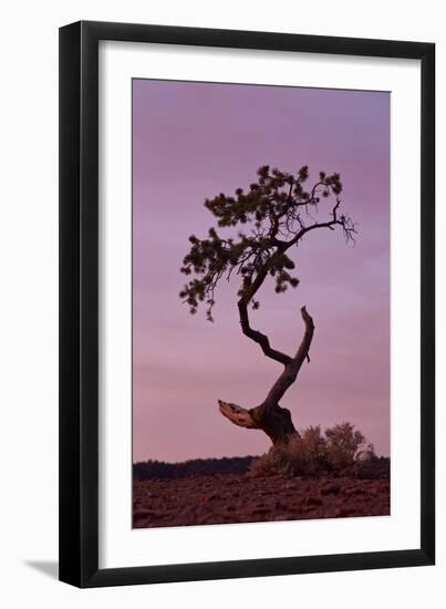 Weathered Pine Tree at Dawn-James Hager-Framed Photographic Print