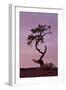 Weathered Pine Tree at Dawn-James Hager-Framed Photographic Print