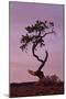 Weathered Pine Tree at Dawn-James Hager-Mounted Photographic Print