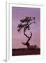 Weathered Pine Tree at Dawn-James Hager-Framed Photographic Print